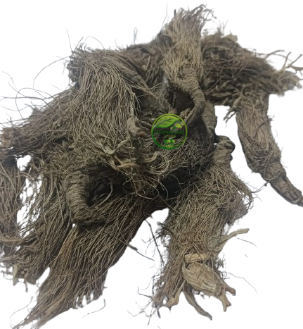 Beg Karfas (Selinum vaginatum) – Bhootkeshi | Mura Mansi | Bhutakeshi | Premium Natural Root