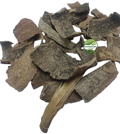Conessi Bark (Holarrhena antidysenterica) – Kuda Chhal | Kutaj Chaal | Sakra Bark | Sakra Bark | Premium Natural Bark