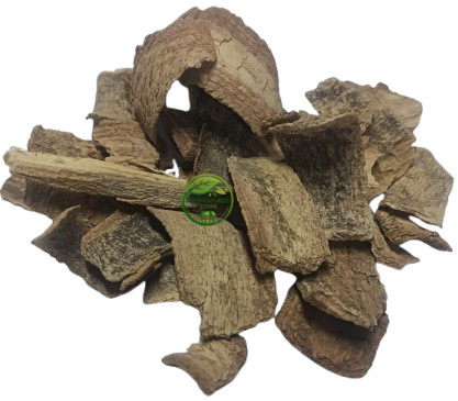 Conessi Bark (Holarrhena antidysenterica) – Kuda Chhal | Kutaj Chaal | Sakra Bark | Sakra Bark | Premium Natural Bark