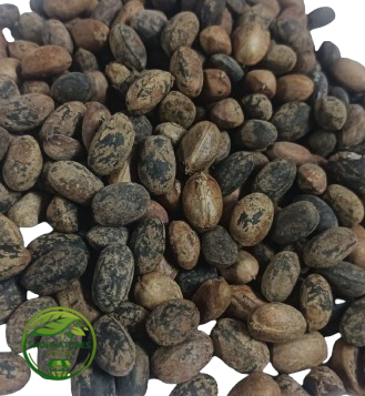 Jamalghota Seed (Croton tiglium) – Croton Seeds – Nepala Seeds | Botanical Specimen / Research & Traditional Use Raw Material