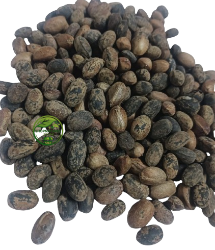Jamalghota Seed (Croton tiglium) – Croton Seeds – Nepala Seeds | Botanical Specimen / Research & Traditional Use Raw Material