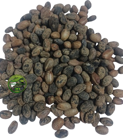 Jamalghota Seed (Croton tiglium) – Croton Seeds – Nepala Seeds | Botanical Specimen / Research & Traditional Use Raw Material