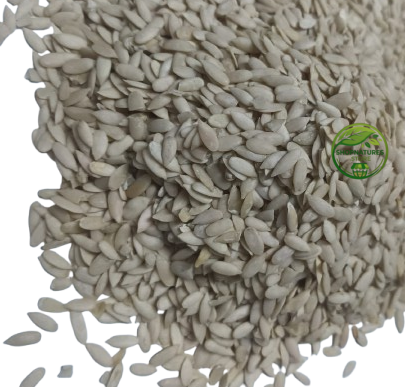 Cucumber Seeds (Cucumis sativus) – Kheera Beej | Khira Seeds | Premium Natural Seeds