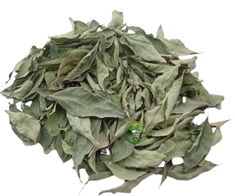 Curry Leaf (Murraya koenigii) – Kari Patta – Premium Dried Curry Leaves | Natural Botanical Herb