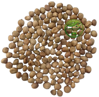 Curry Leaf Seeds (Murraya koenigii) – Kadi Patta Seeds | Premium Natural Seeds