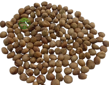 Curry Leaf Seeds (Murraya koenigii) – Kadi Patta Seeds | Premium Natural Seeds