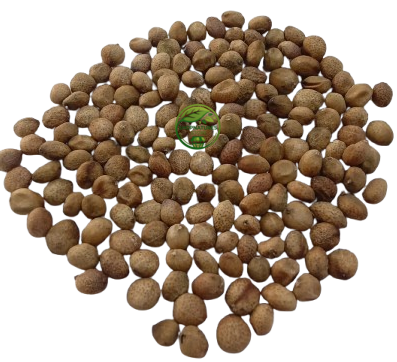 Curry Leaf Seeds (Murraya koenigii) – Kadi Patta Seeds | Premium Natural Seeds