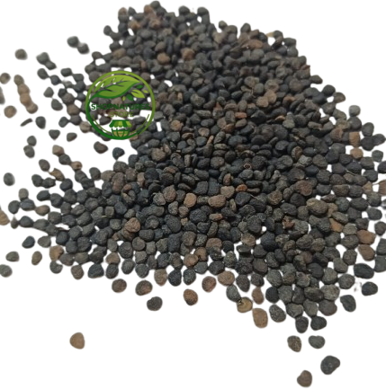 Black Datura Seeds (Datura stramonium) – Thorn Apple | Jimson Weed Seeds | Premium Natural Seeds