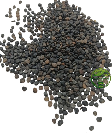 Black Datura Seeds (Datura stramonium) – Thorn Apple | Jimson Weed Seeds | Premium Natural Seeds
