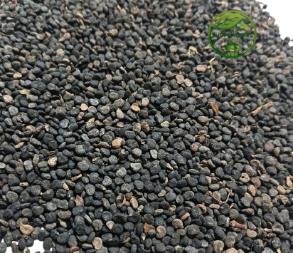 Black Datura Seeds (Datura stramonium) – Thorn Apple | Jimson Weed Seeds | Premium Natural Seeds