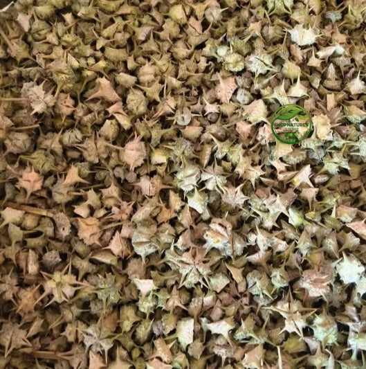 Gokhru (Big) – (Pedalium murex) – Gokshura – Bada Gokhru | Premium Natural Dried Fruit