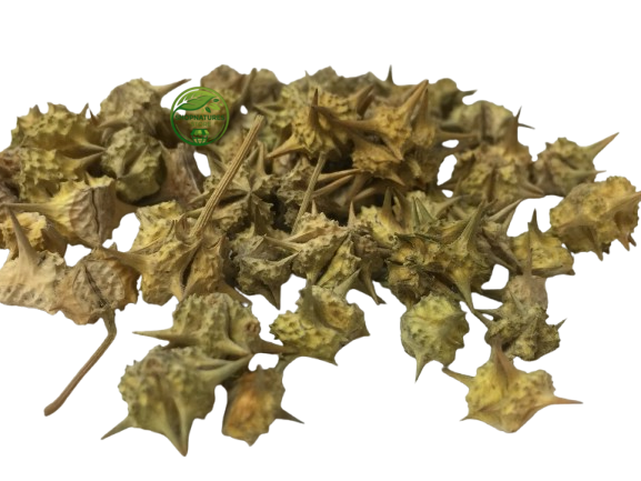 Gokhru (Big) – (Pedalium murex) – Gokshura – Bada Gokhru | Premium Natural Dried Fruit