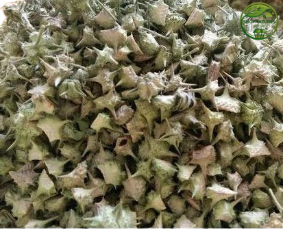 Gokhru (Small) – (Tribulus terrestris) – Chota Gokhru | Premium Natural Dried Fruit