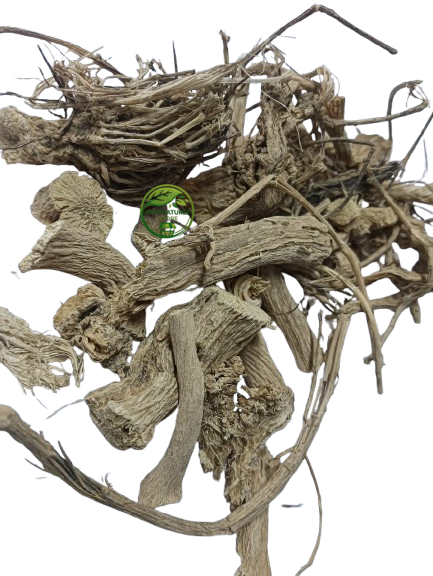 Indrayan Root (Citrullus colocynthis) – Indrain Jadd | Indrayun | Bitter Apple | Premium Natural Root
