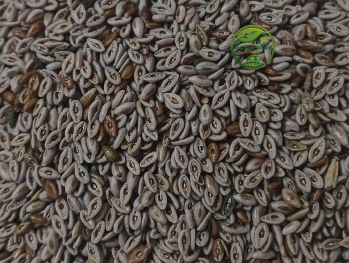 Edible Isabgol Seeds (Plantago ovata) - Psyllium Seeds – 100% Natural Psyllium Seeds | Herbal Fiber Seeds