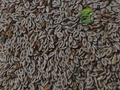 Edible Isabgol Seeds (Plantago ovata) - Psyllium Seeds – 100% Natural Psyllium Seeds | Herbal Fiber Seeds