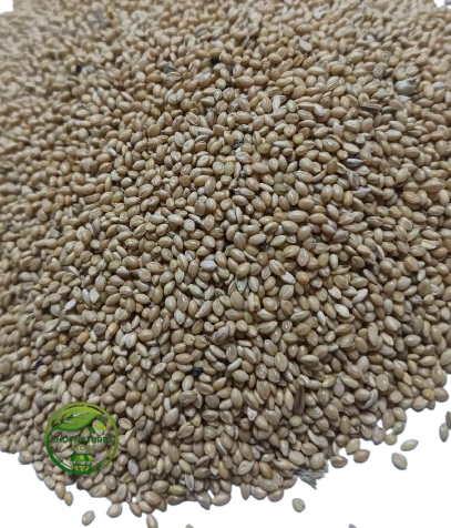 Naaj Kangni Beej (Setaria italica) – Kangni Beej | Anaj Kangni Seeds | Foxtail Millet | Kakum Beej | Premium Natural Millet