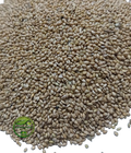 Naaj Kangni Beej (Setaria italica) – Kangni Beej | Anaj Kangni Seeds | Foxtail Millet | Kakum Beej | Premium Natural Millet
