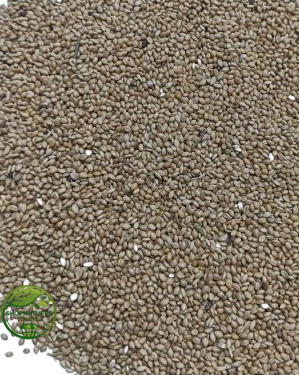 Naaj Kangni Beej (Setaria italica) – Kangni Beej | Anaj Kangni Seeds | Foxtail Millet | Kakum Beej | Premium Natural Millet