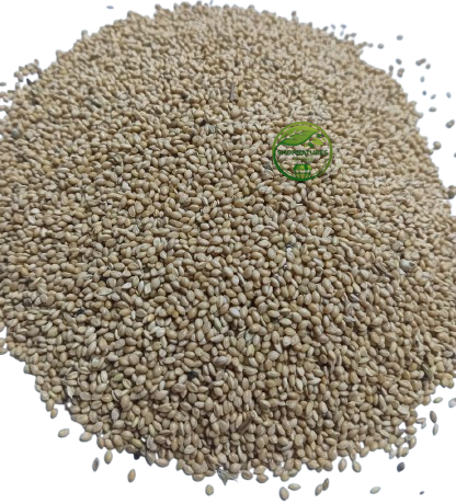 Naaj Kangni Beej (Setaria italica) – Kangni Beej | Anaj Kangni Seeds | Foxtail Millet | Kakum Beej | Premium Natural Millet