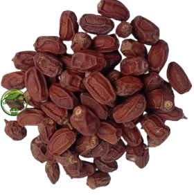 Neem Seeds (Azadirachta indica) – Neem Niboli | Neem Beej | Premium Natural Neem Seeds