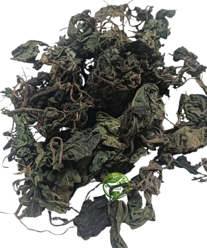 Nettle Leaf (Urtica dioica) – Bichhua Pattee | Bichu Buti | Premium Dried Nettle Leaves