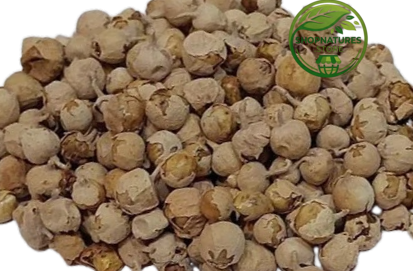 Paneer Dodi (Withania coagulans) – Natural Dried Paneer Phool | Indian Rennet Herb