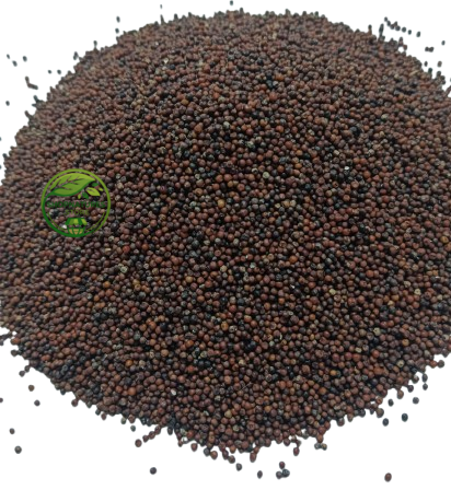 Ragi (Eleusine coracana) – Raagi | Mandwa | Madua | Premium Finger Millet