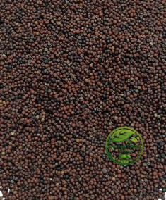 Ragi (Eleusine coracana) – Raagi | Mandwa | Madua | Premium Finger Millet