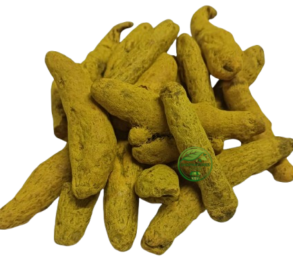 Turmeric (Curcuma longa) – Kachchi Haldi | Raw Turmeric | Premium Natural Rhizome