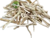 Shatavari White (Asparagus racemosus) – Premium White Shatavari Root | Natural Botanical Herb