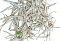Shatavari White (Asparagus racemosus) – Premium White Shatavari Root | Natural Botanical Herb