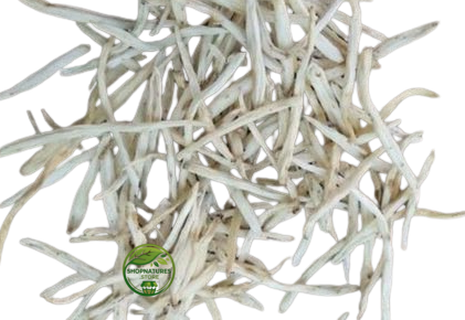 Shatavari White (Asparagus racemosus) – Premium White Shatavari Root | Natural Botanical Herb
