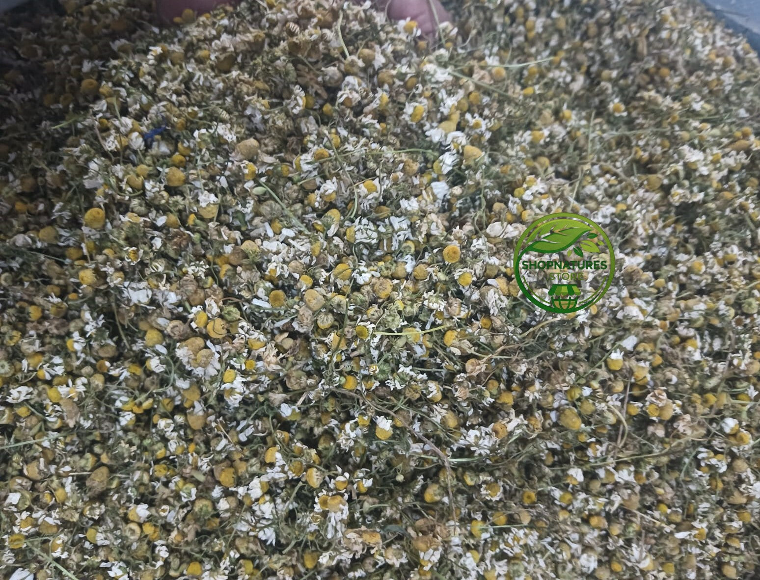 Chamomile Flower - (Matricaria chamomilla) / German Chamomile