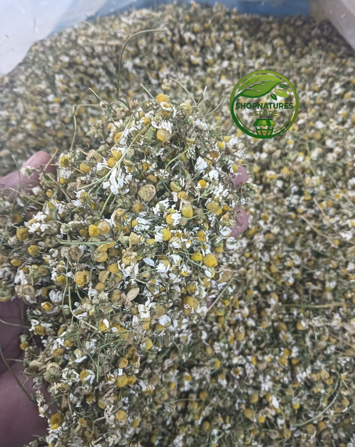 Chamomile Flower - (Matricaria chamomilla) / German Chamomile