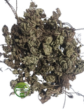 Sanjeevni Booti (Selaginella bryopteris) – Laxmana Booti | Sanjivani Buti | Resurrection Herb