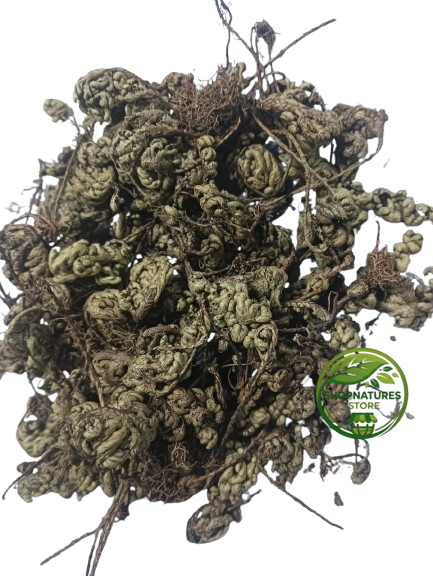 Sanjeevni Booti (Selaginella bryopteris) – Laxmana Booti | Sanjivani Buti | Resurrection Herb