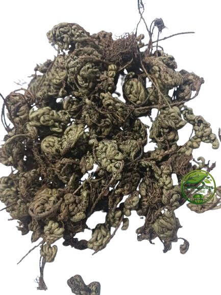 Sanjeevni Booti (Selaginella bryopteris) – Laxmana Booti | Sanjivani Buti | Resurrection Herb